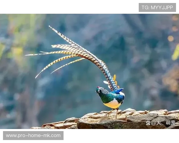 浙江队外线起速极具观赏性 浙江队外线起速极具观赏性